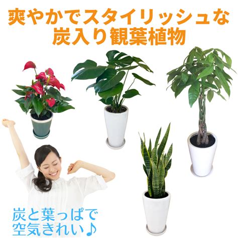 鬼門 植物|鬼門にお風呂は観葉植物で開運！おすすめ観葉植物10。